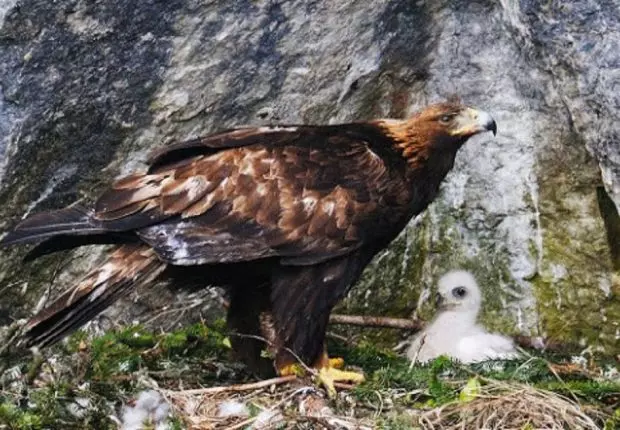 Un nid d’aigles royaux, à 30 mètres de haut, vandalisé à Tlemcen