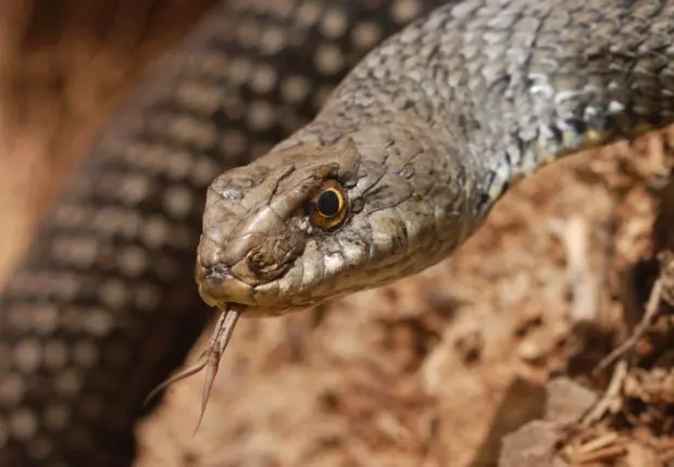 Sidi Bel Abbès : quand un serpent mort prive les citoyens de l’eau courante