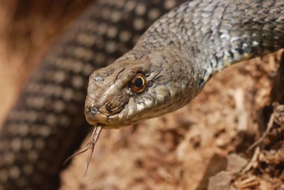 Sidi Bel Abbès : quand un serpent mort prive les citoyens de l’eau courante