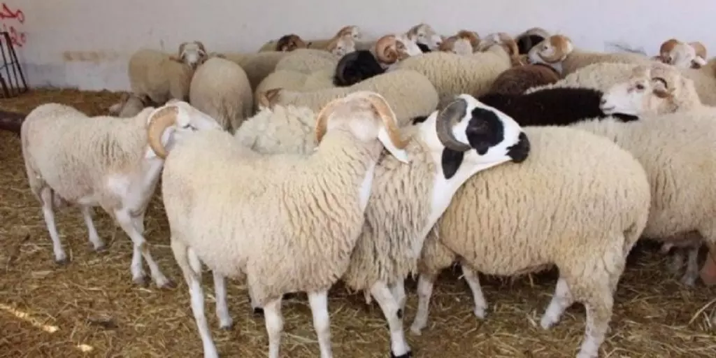 Aïd El Adha 2021 : Les prix des moutons connaîtront une hausse