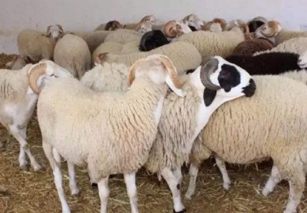 Aïd El Adha 2021 : Les prix des moutons connaîtront une hausse