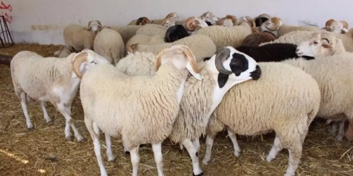 Aïd El Adha 2021 : Les prix des moutons connaîtront une hausse