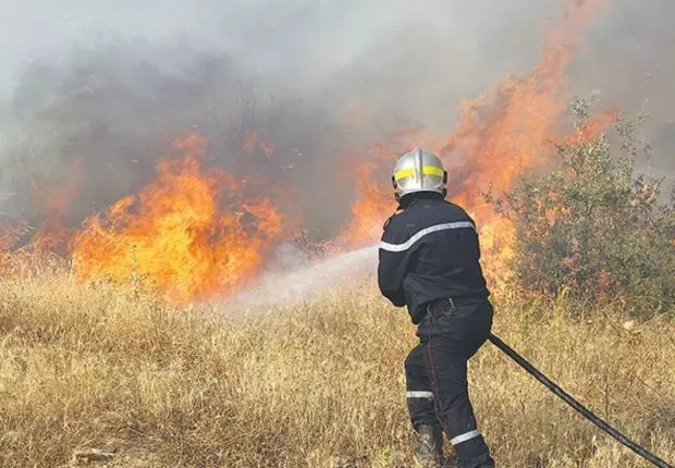 Incendie à Tipaza : les flammes dévorent un champ de blé