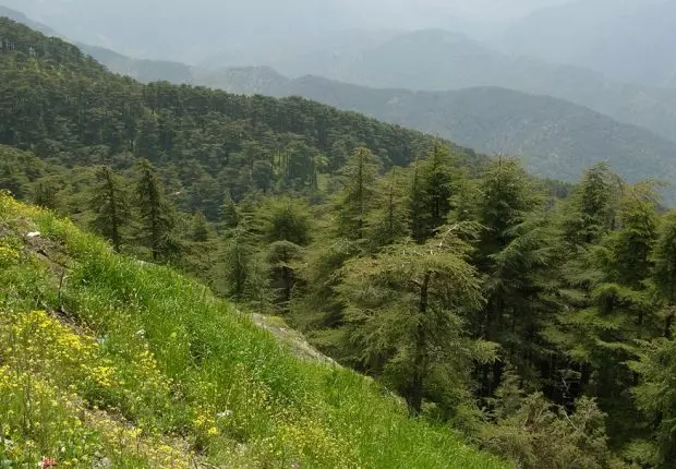 Un enfant de 10 ans retrouvé mort dans une forêt à Béjaïa