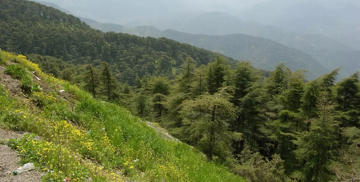 Un enfant de 10 ans retrouvé mort dans une forêt à Béjaïa