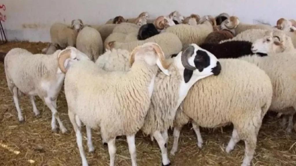 Aïd El Adha : pronostics sur une flambée inédite des prix du mouton