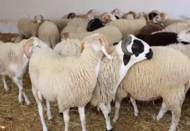 Moutons importés de Roumanie – Aïd el-Adha 2024 : le ministre dément catégoriquement