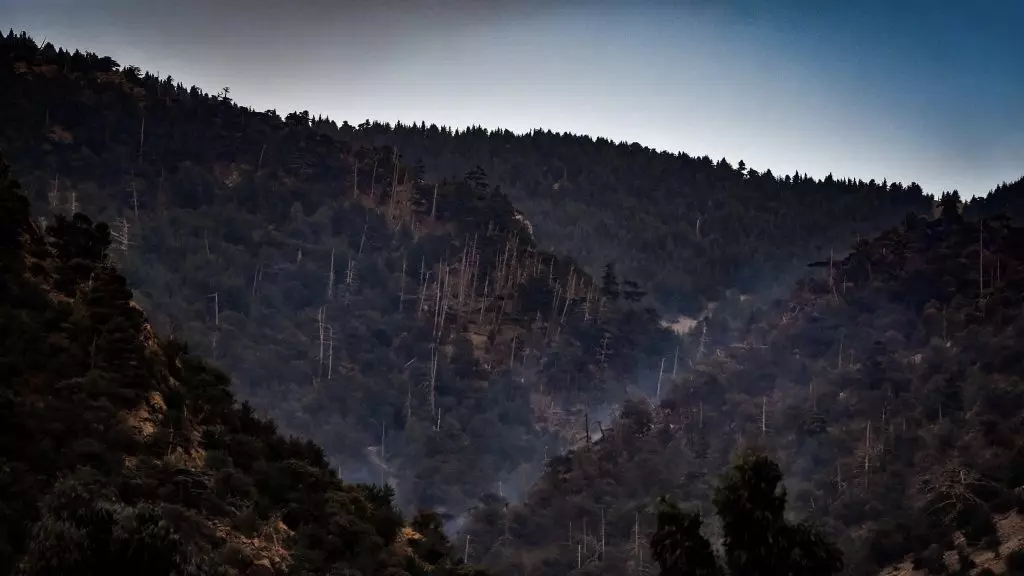Incendies à Khenchela : un bilan environnemental catastrophique