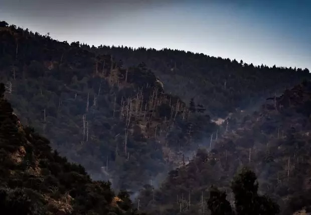 Incendies à Khenchela : un bilan environnemental catastrophique