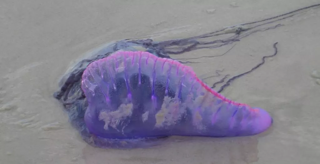 Apparition d’une méduse dangereuse sur les plages algériennes