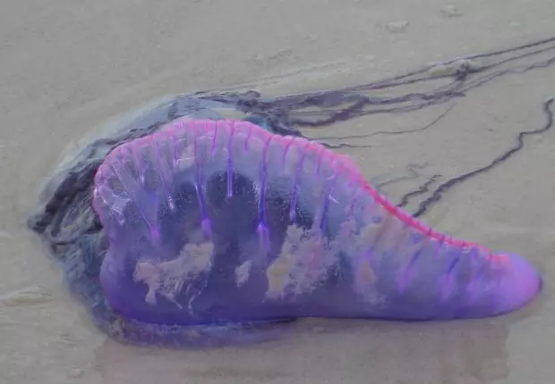 Apparition d’une méduse dangereuse sur les plages algériennes