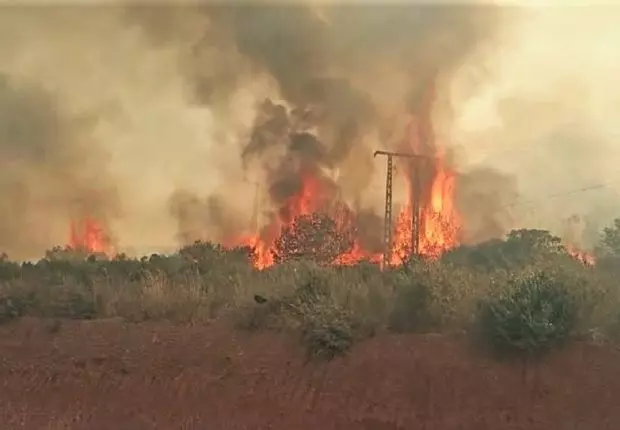Après Khenchela, les flammes dévorent la forêt de Chenoua à Tipaza
