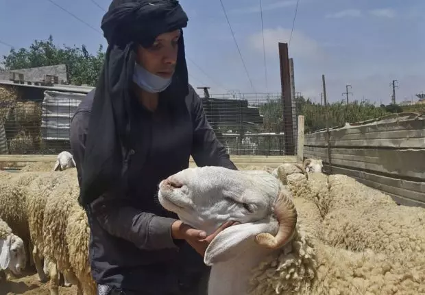 Aïd El Adha 2021 : Des moutons à partir de 32.000 DA