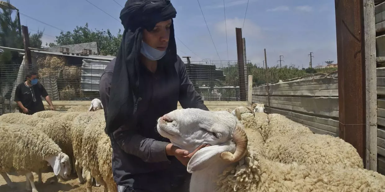 Aïd El Adha 2021 : Des moutons à partir de 32.000 DA