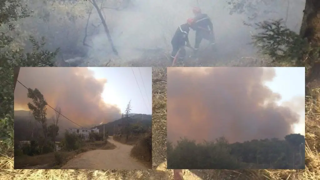Blida : Énorme incendie au parc national de Chréa
