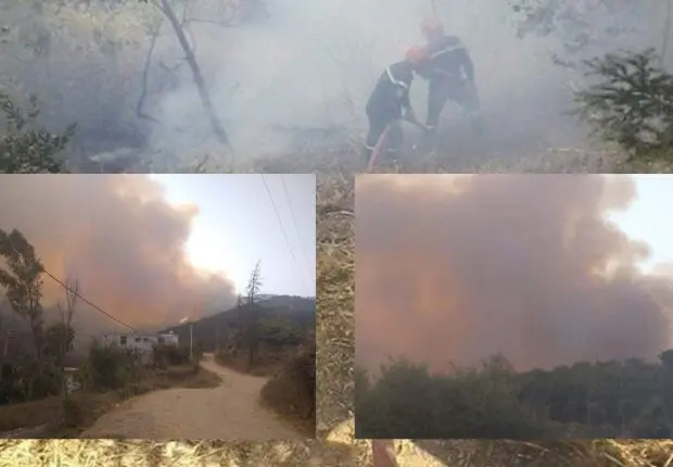 Blida : Énorme incendie au parc national de Chréa