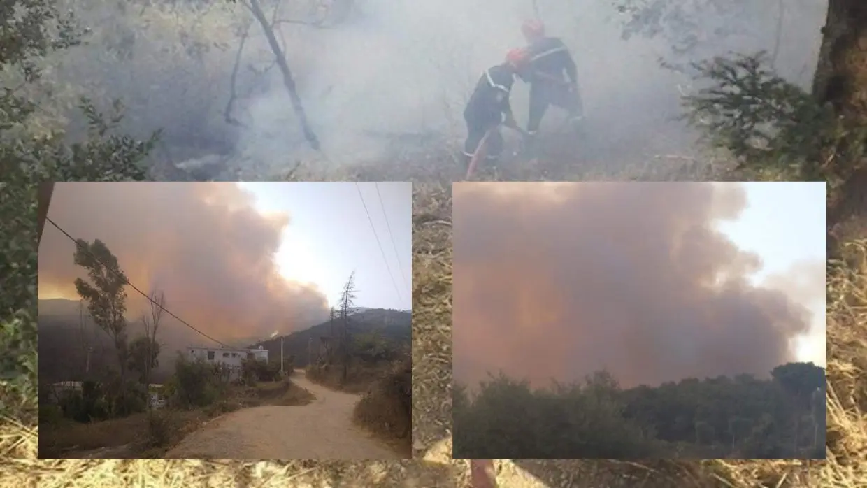 Blida : Énorme incendie au parc national de Chréa