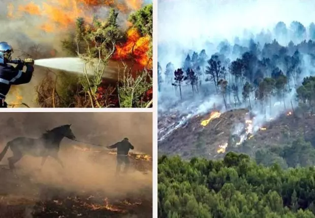 Feux de forêt : quelles solutions pour une prévention efficace ?