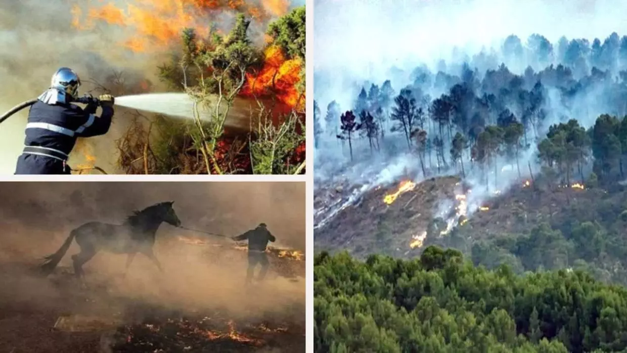 Feux de forêt : quelles solutions pour une prévention efficace ?