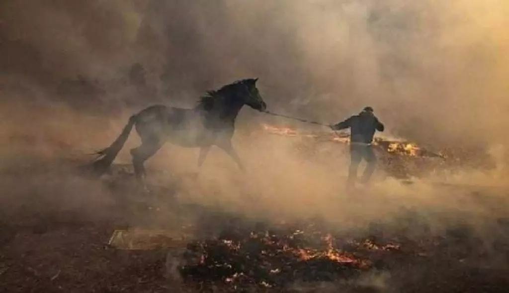 Feu de forêt à Khenchela : une apocalypse environnementale