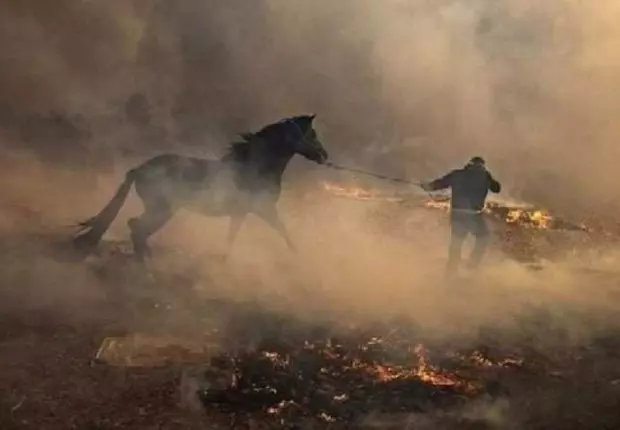 Feu de forêt à Khenchela : une apocalypse environnementale