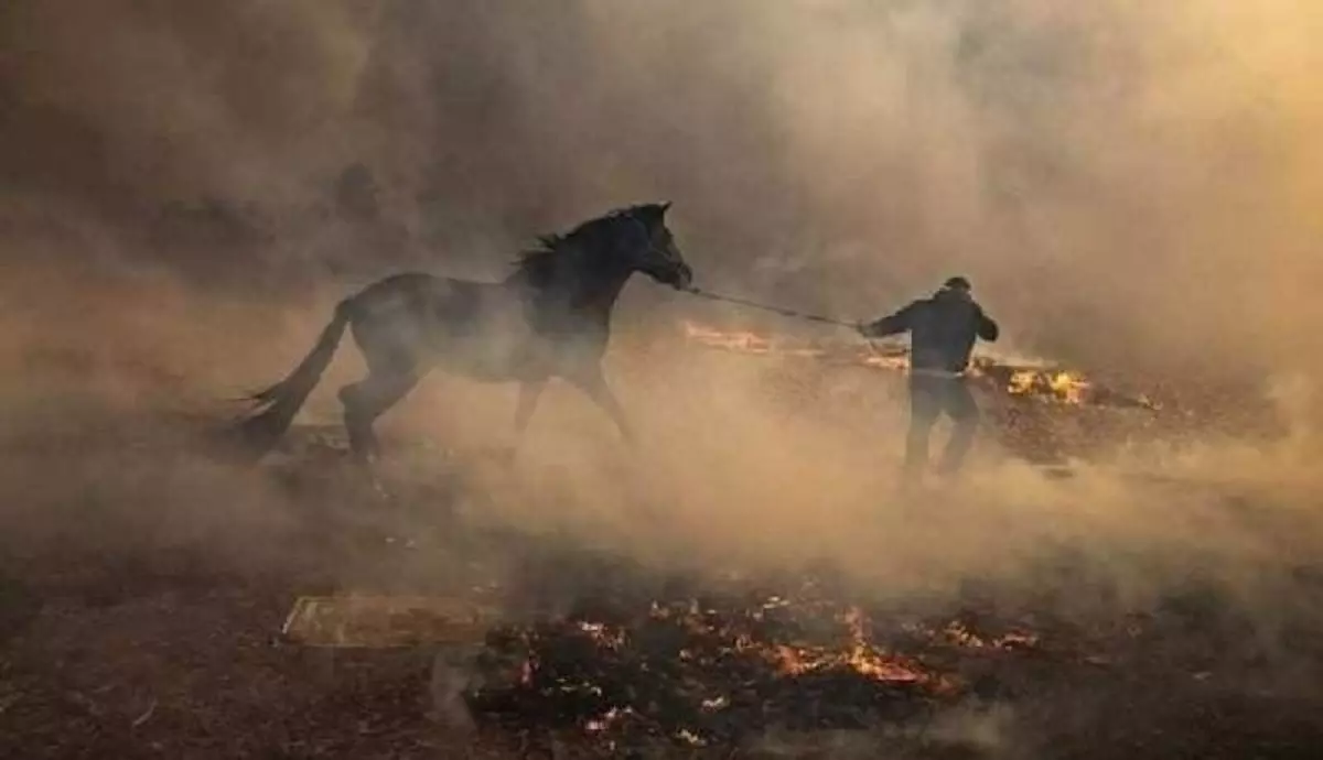 Feu de forêt à Khenchela : une apocalypse environnementale