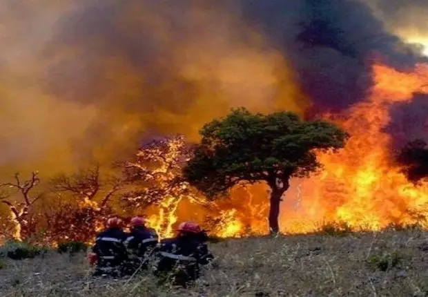Incendie en Algérie : El Tarf et 10 autres wilayas proies des flammes