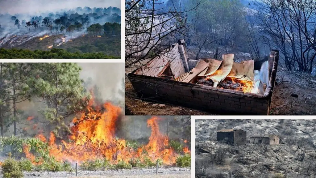 Feux de forêt : pas d’indemnisation financière pour les agriculteurs ?