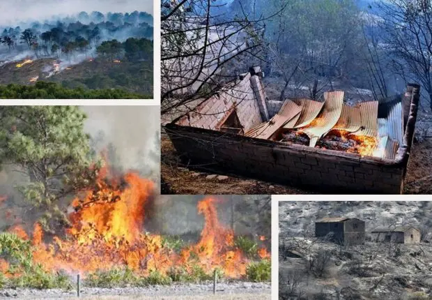 Feux de forêt : pas d’indemnisation financière pour les agriculteurs ?
