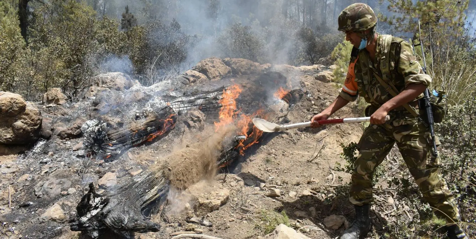 Feux de forêts en Algérie : dix individus suspectés appréhendés