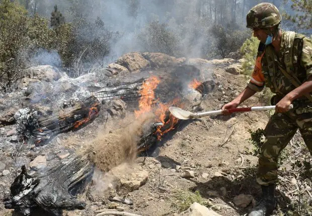 Feux de forêts en Algérie : dix individus suspectés appréhendés