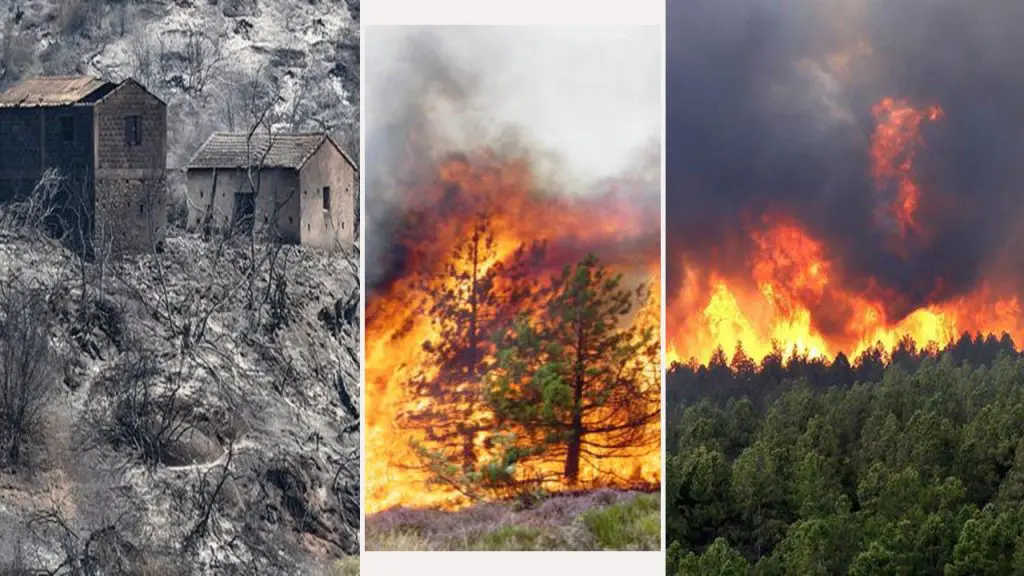 Feux de forêt : vers l&rsquo;indemnisation à 100% même pour les non-assurés
