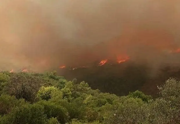 Feux de forets : les flammes ravagent Boumerdes et Jijel