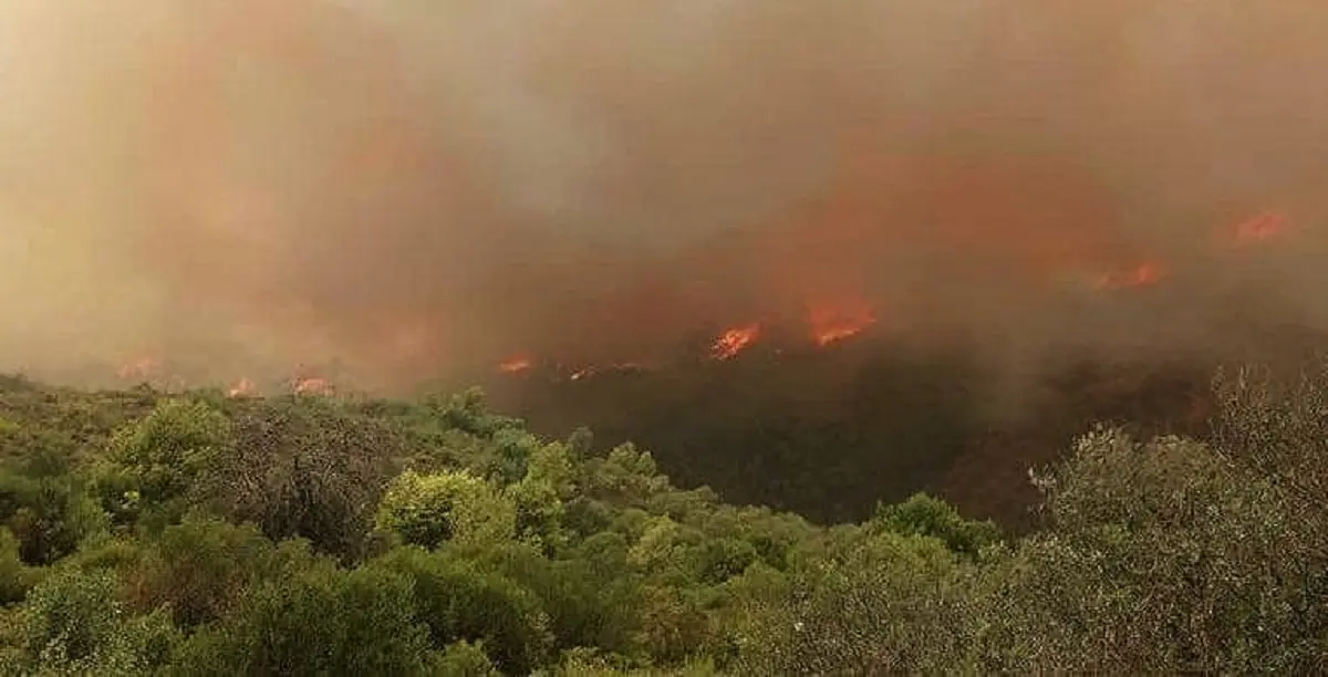 Feux de forets : les flammes ravagent Boumerdes et Jijel