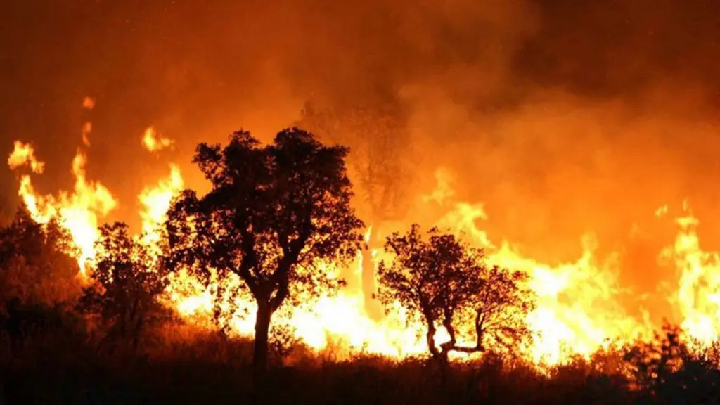 Incendies en Kabylie : 8 brûlés seront transférés à l’étranger