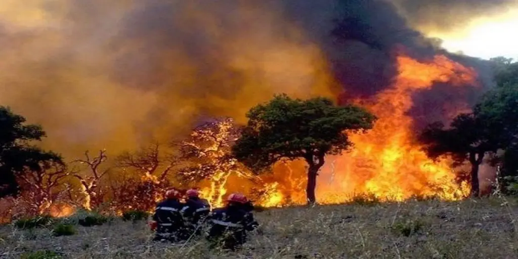 Feux de forêt : 23 incendies dans 2 wilayas
