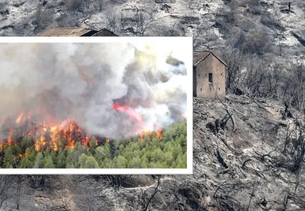 Feux de forêt : faut-il replanter ou laisser la nature se régénérer ?