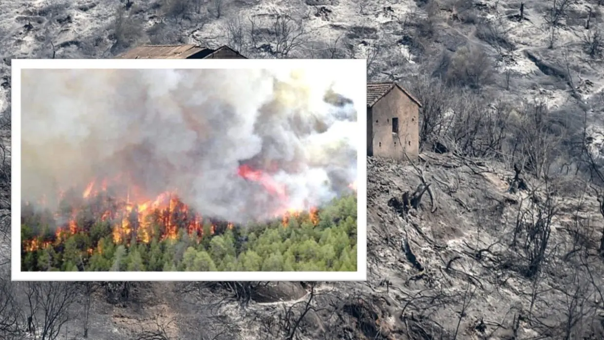 Feux de forêt : faut-il replanter ou laisser la nature se régénérer ?