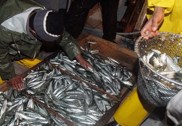 Le ministère de la Pêche annonce « les nouveaux prix » de la sardine
