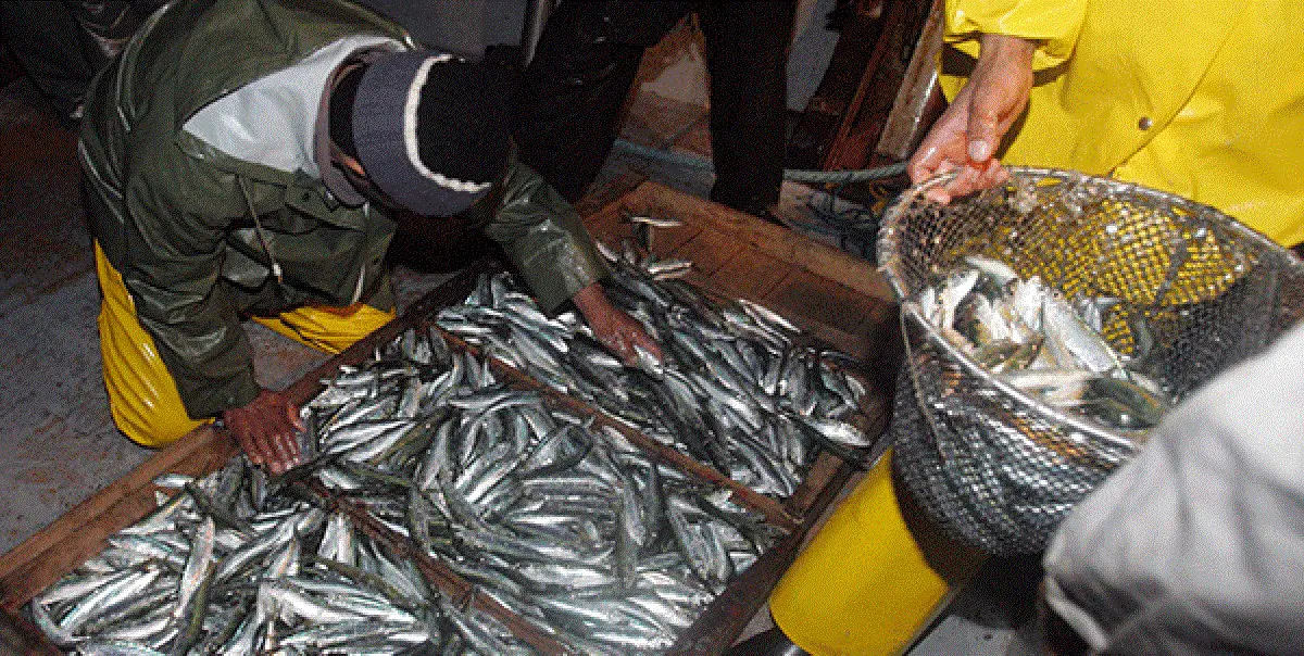 Le ministère de la Pêche annonce « les nouveaux prix » de la sardine
