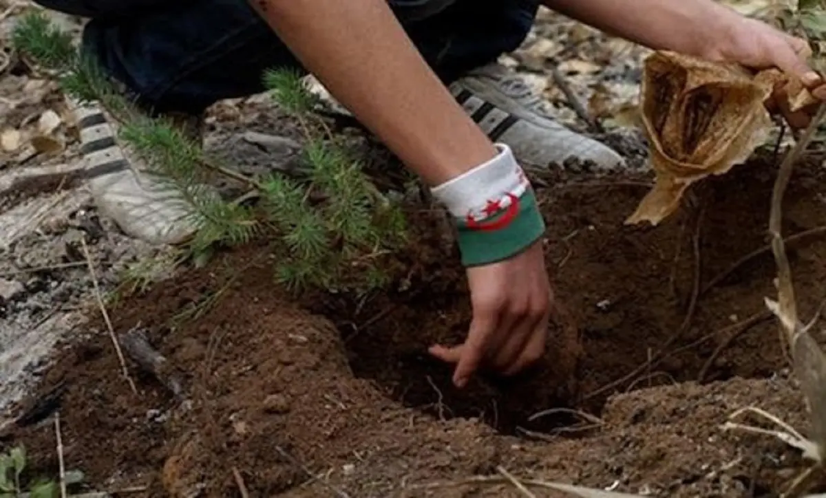 Incendies : le ministère face aux premiers défis du reboisement