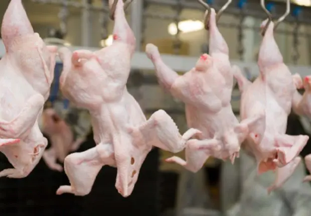 Hausse des prix : la volaille, une denrée désormais rare ?