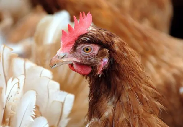 Flambée du poulet : la solution du ministère de l’Agriculture