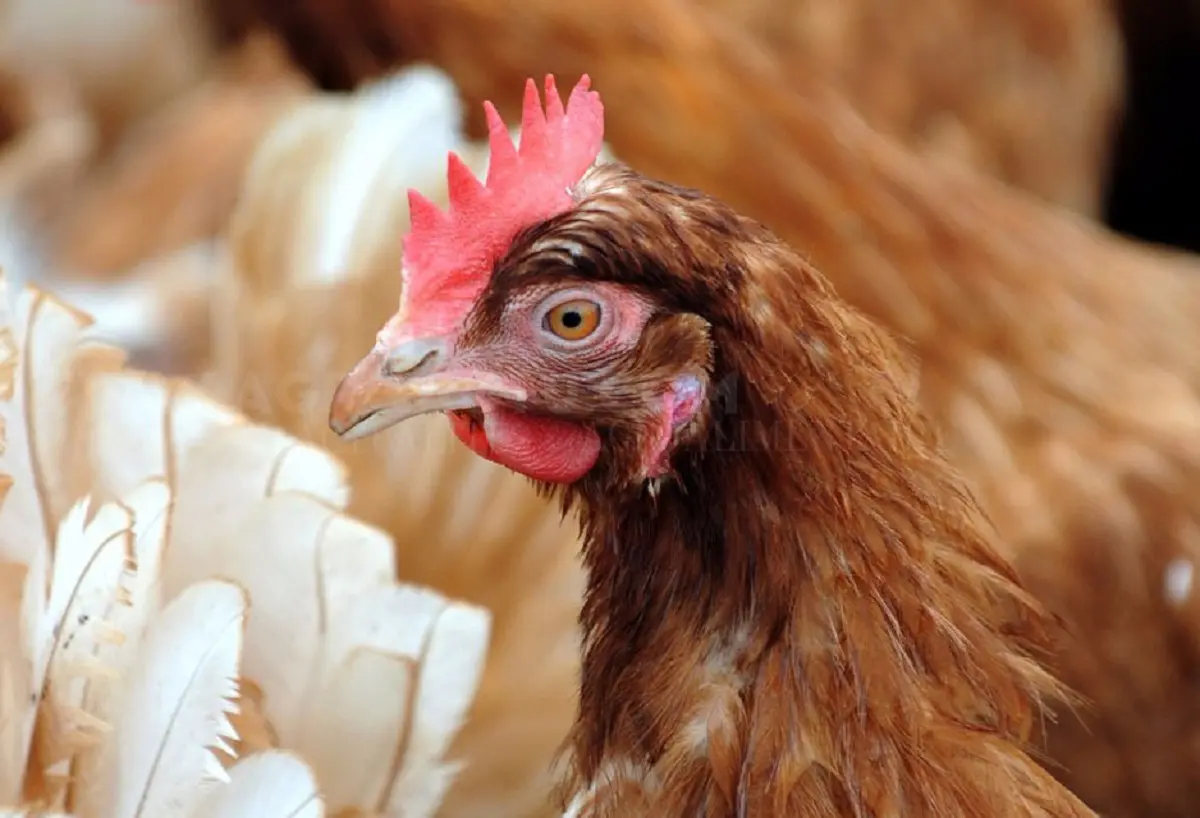 Flambée du poulet : la solution du ministère de l’Agriculture