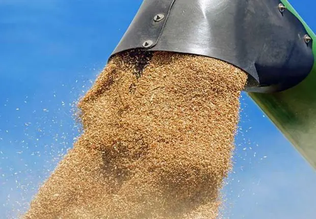 Blé : les prix continuent de flamber