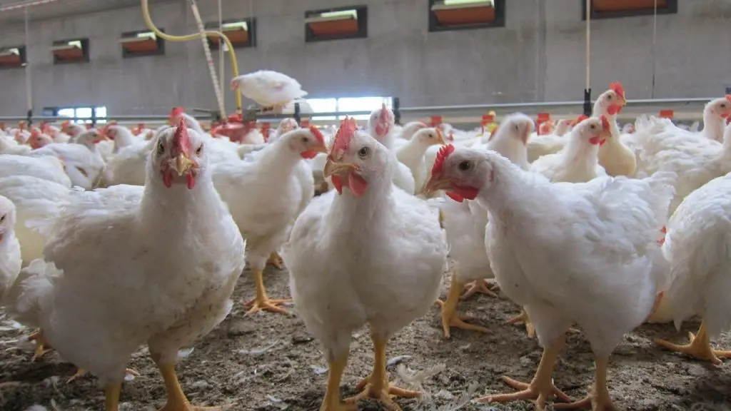 Prix du poulet et campagne de boycott : les éleveurs contre attaquent