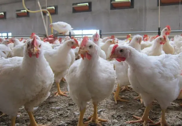 Prix du poulet et campagne de boycott : les éleveurs contre attaquent