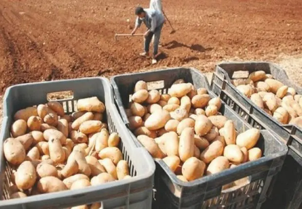 Pomme de terre : coup de gueule des producteurs