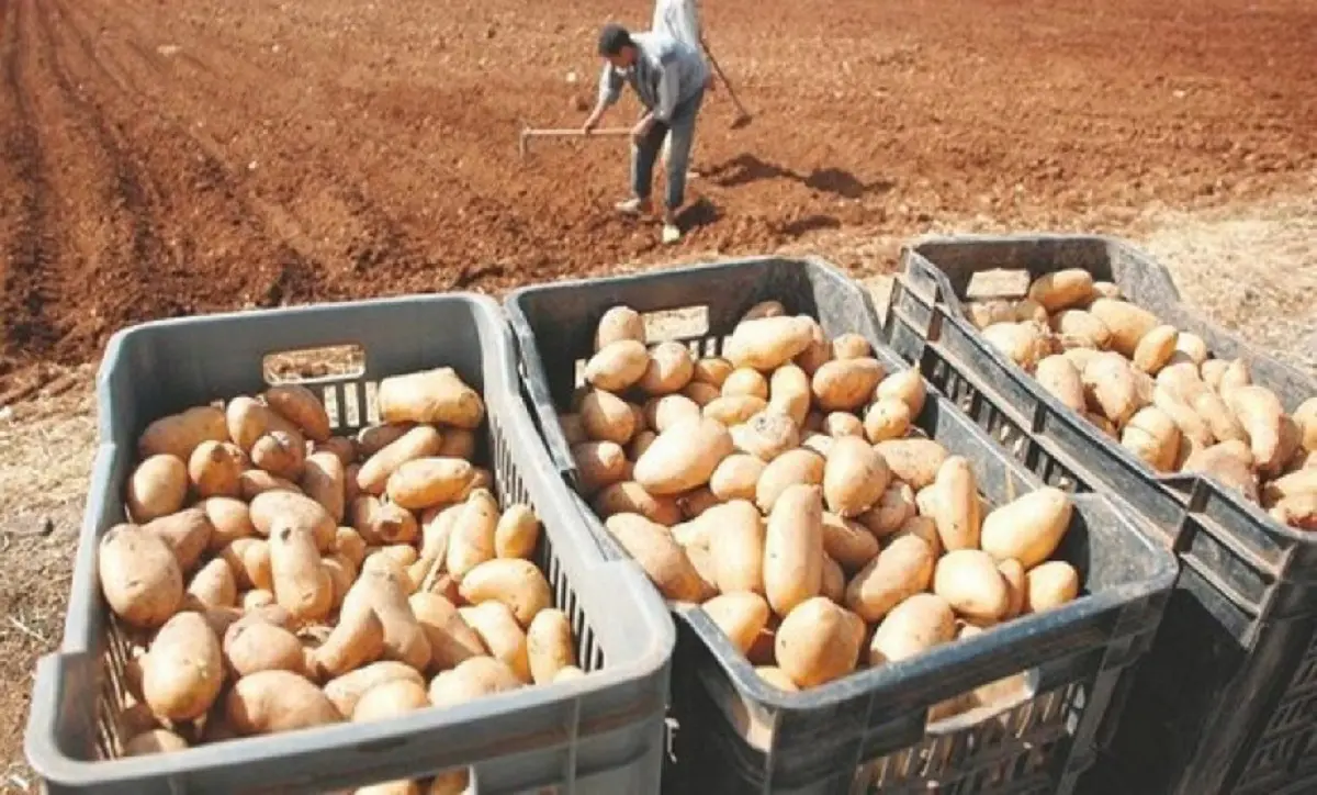 Pomme de terre : coup de gueule des producteurs
