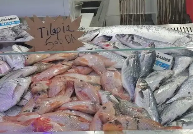 À 500 dinars le Kilo, le Tilapia Rouge va-t-il détrôner la sardine ?